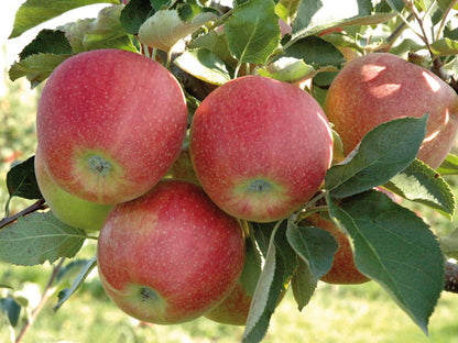 Rubinstar Apples - 3 ct