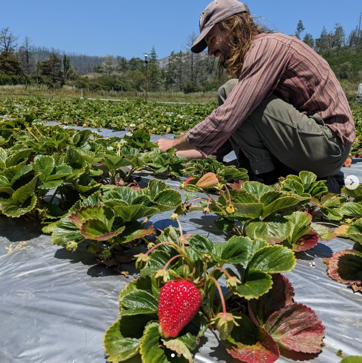 Person picking strawberries in a field with a clear sky