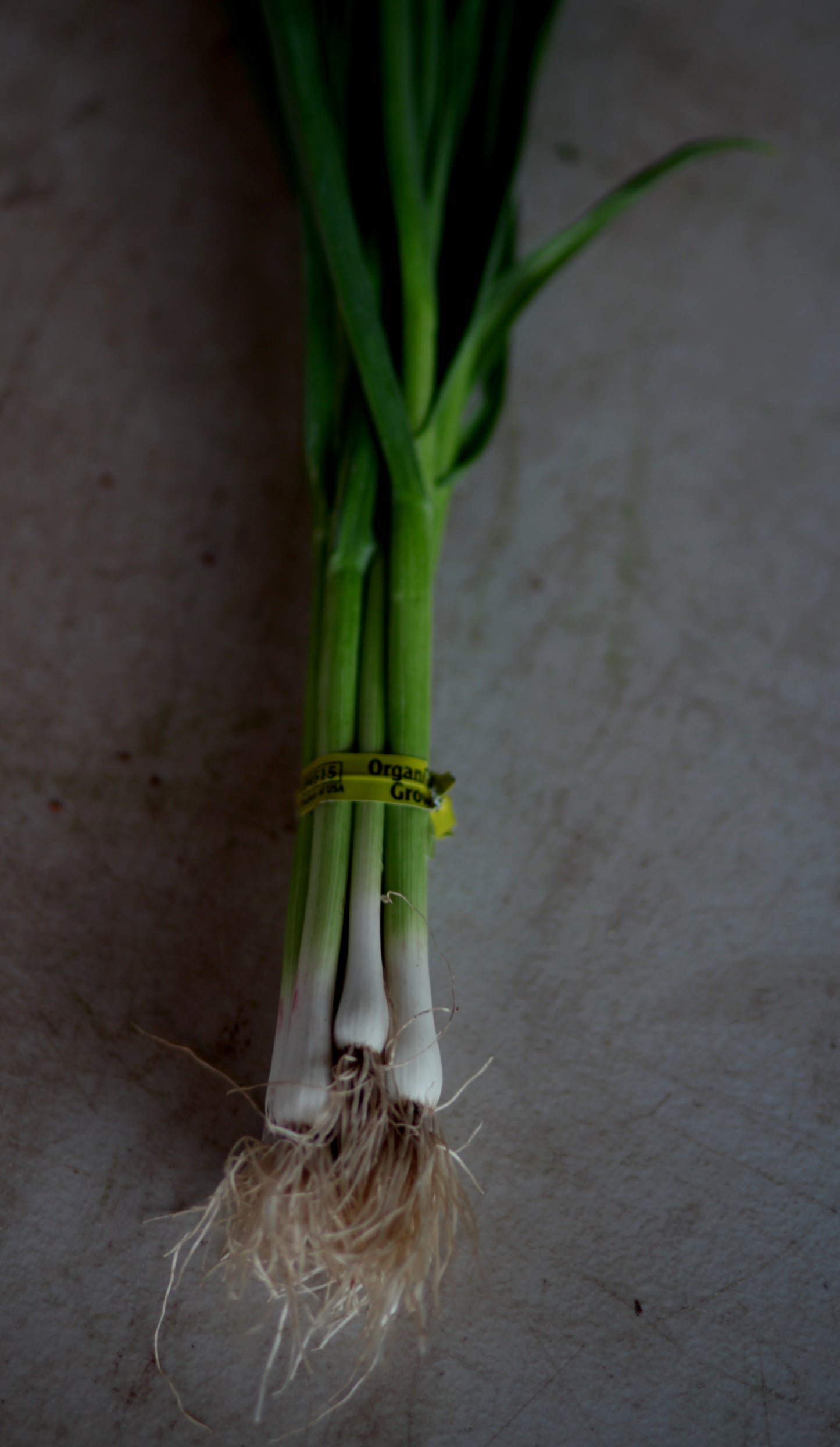 Spring Garlic - 1 bu