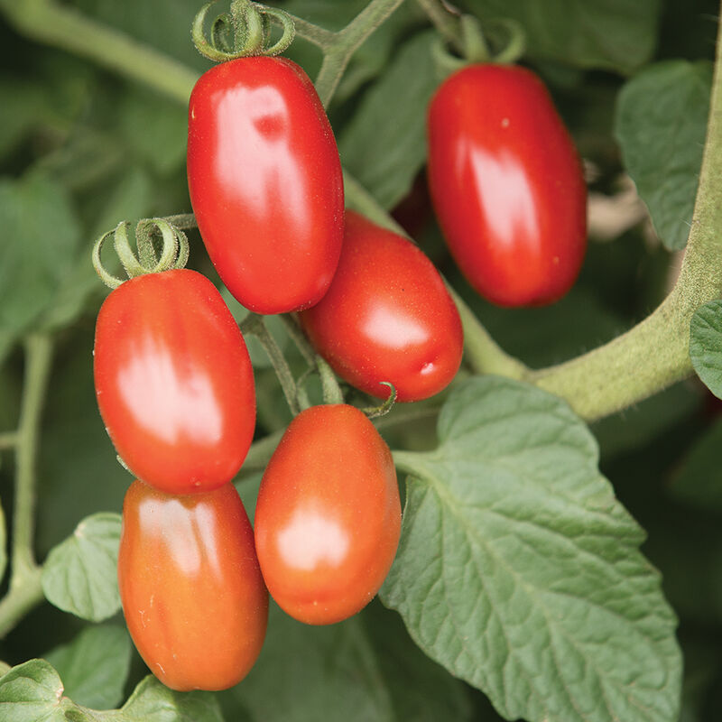 Juliet Grape Tomatoes - 1 pint