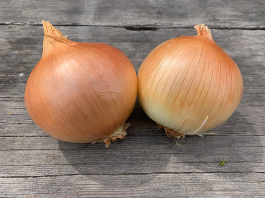 Jumbo Yellow Onions - 1 ct