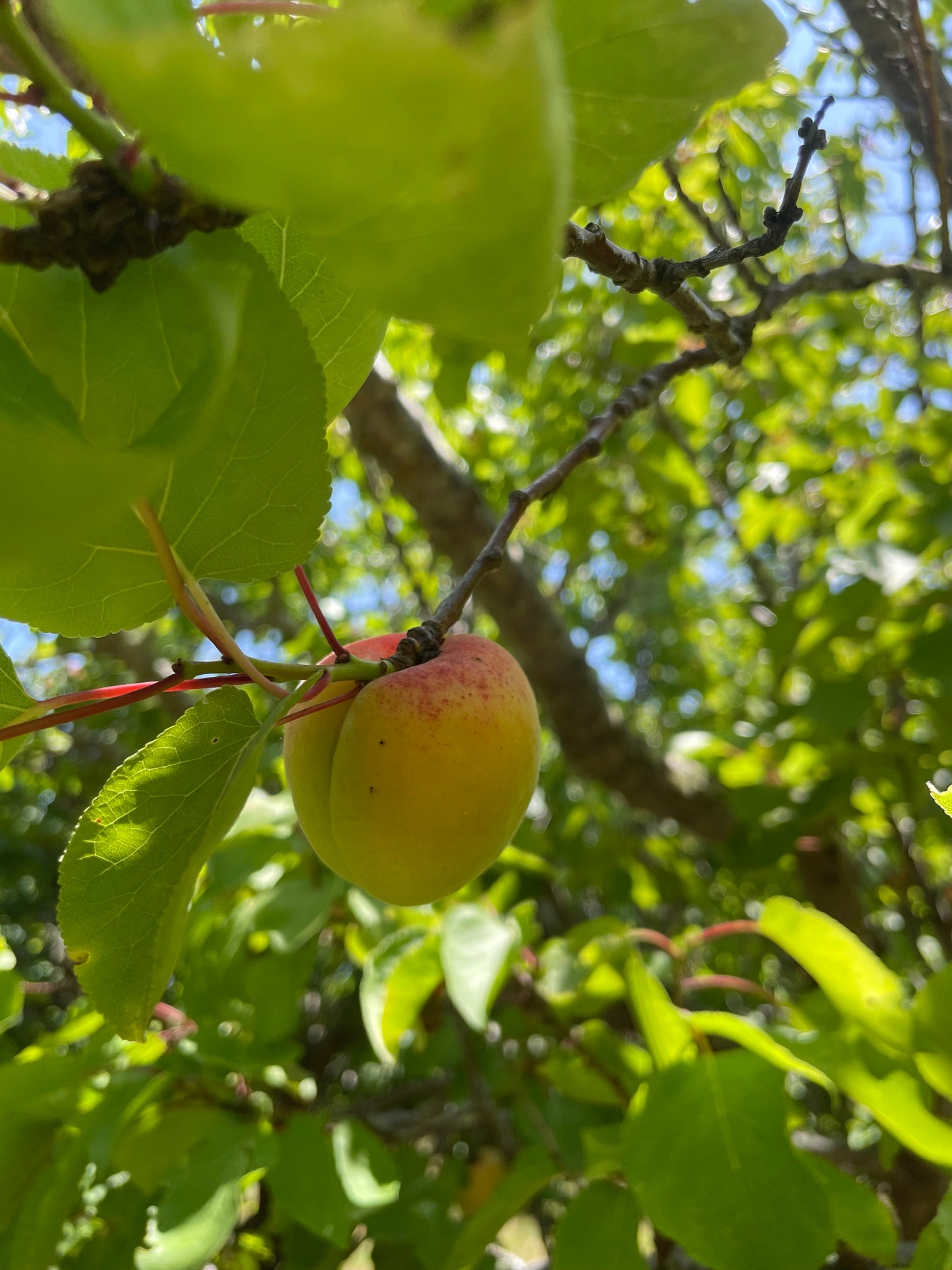 Blenheim Apricots - 1 lb