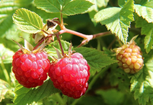 Raspberries - .5 pint