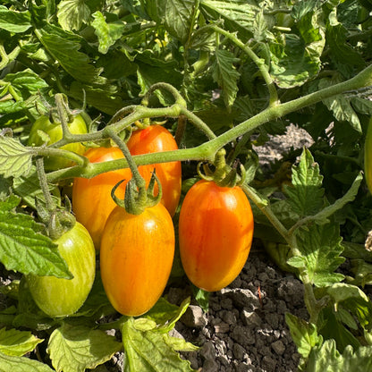Blush Grape Tomatoes - 1 pint
