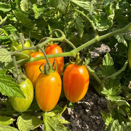 Blush Grape Tomatoes - 1 pint