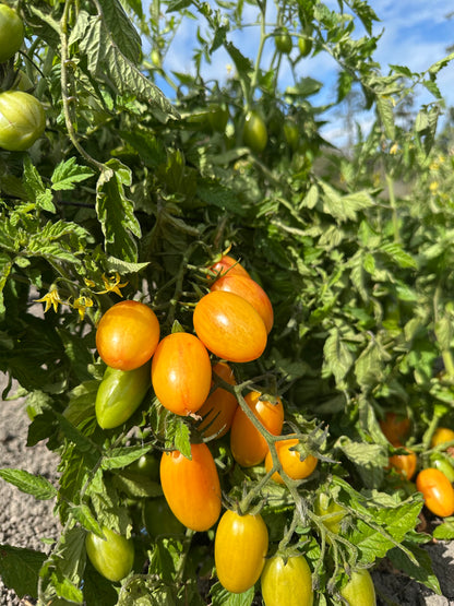 Blush Grape Tomatoes - 1 pint