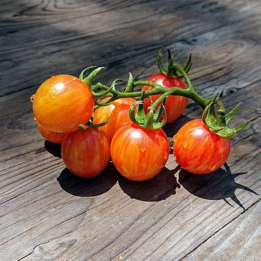 Bumblebee Cherry Tomatoes - 1 pint