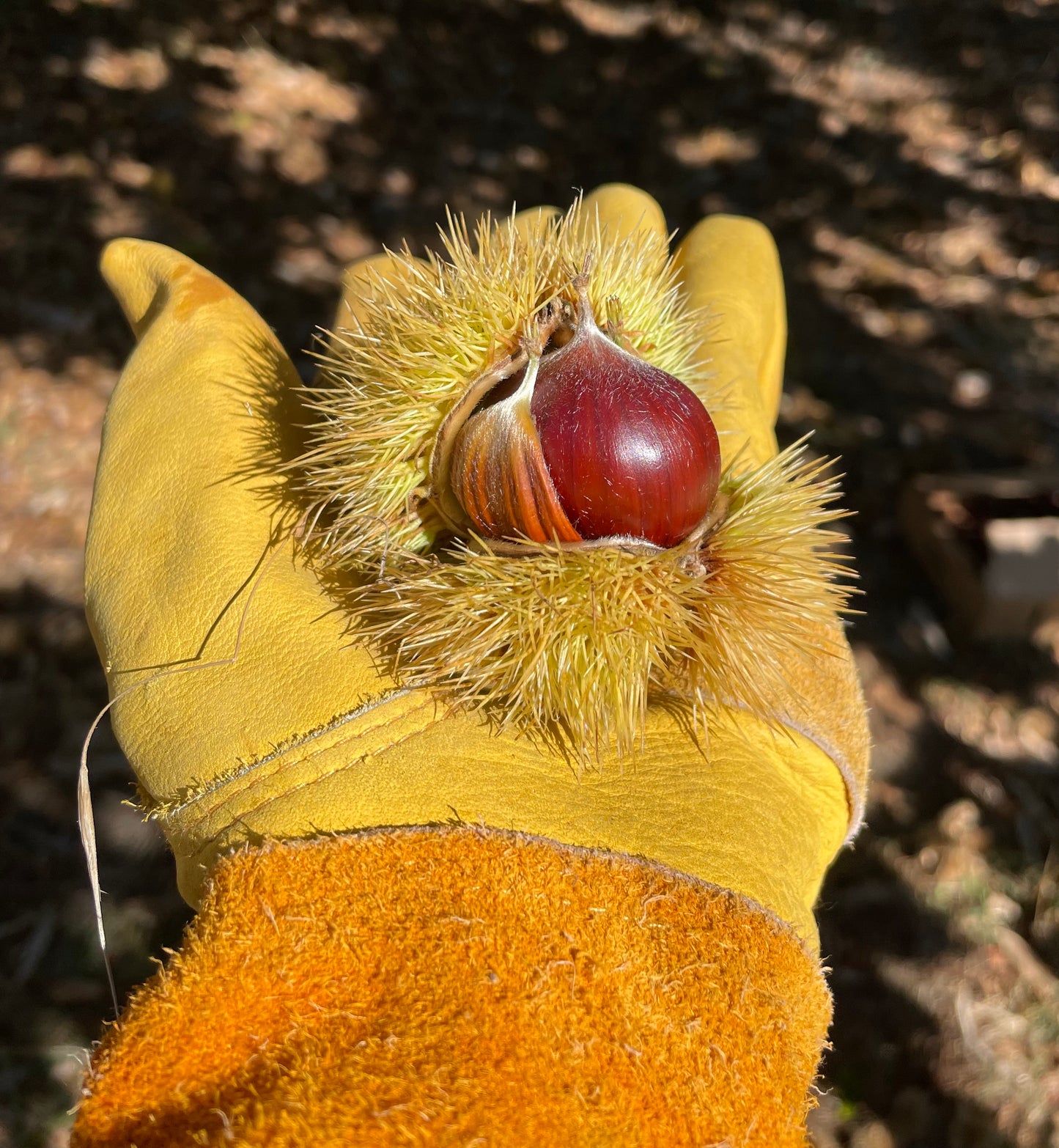 Dry-Farmed Fresh Chestnuts - 8 oz