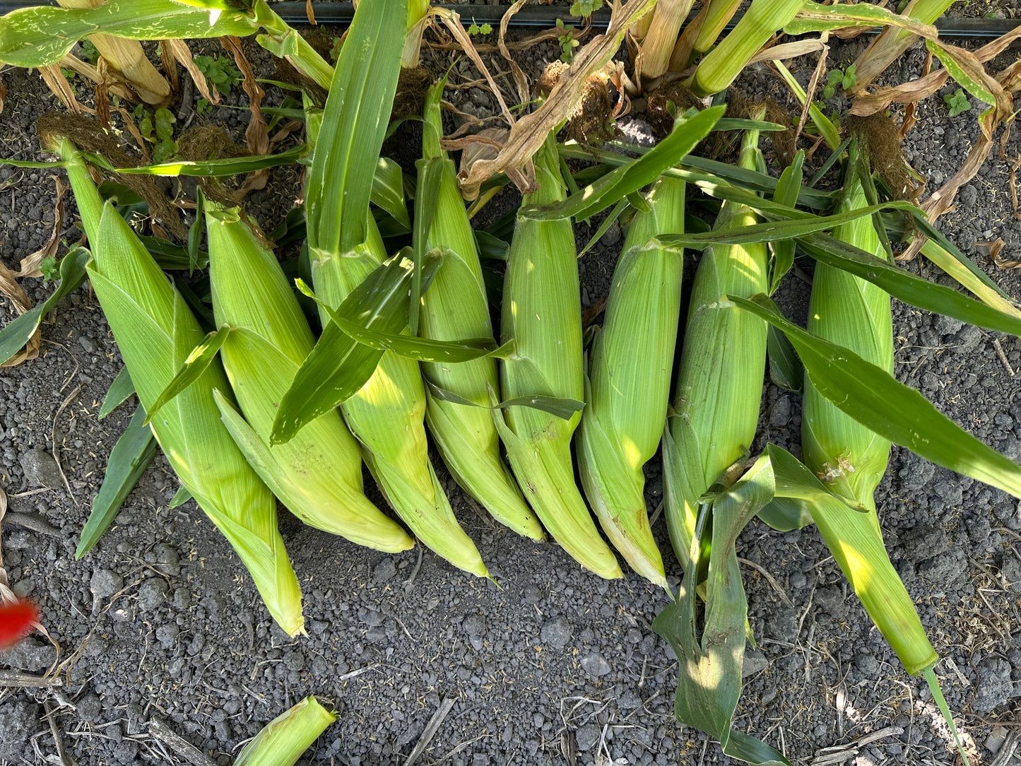 Bi Color Sweet Corn - 1 ct