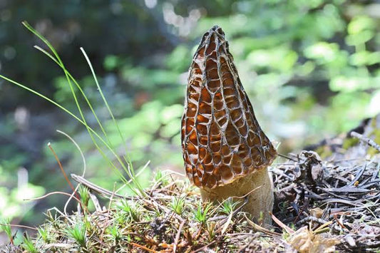 Green Morels - .5 lbs