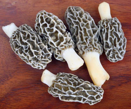 Logging Morels -.5 lbs