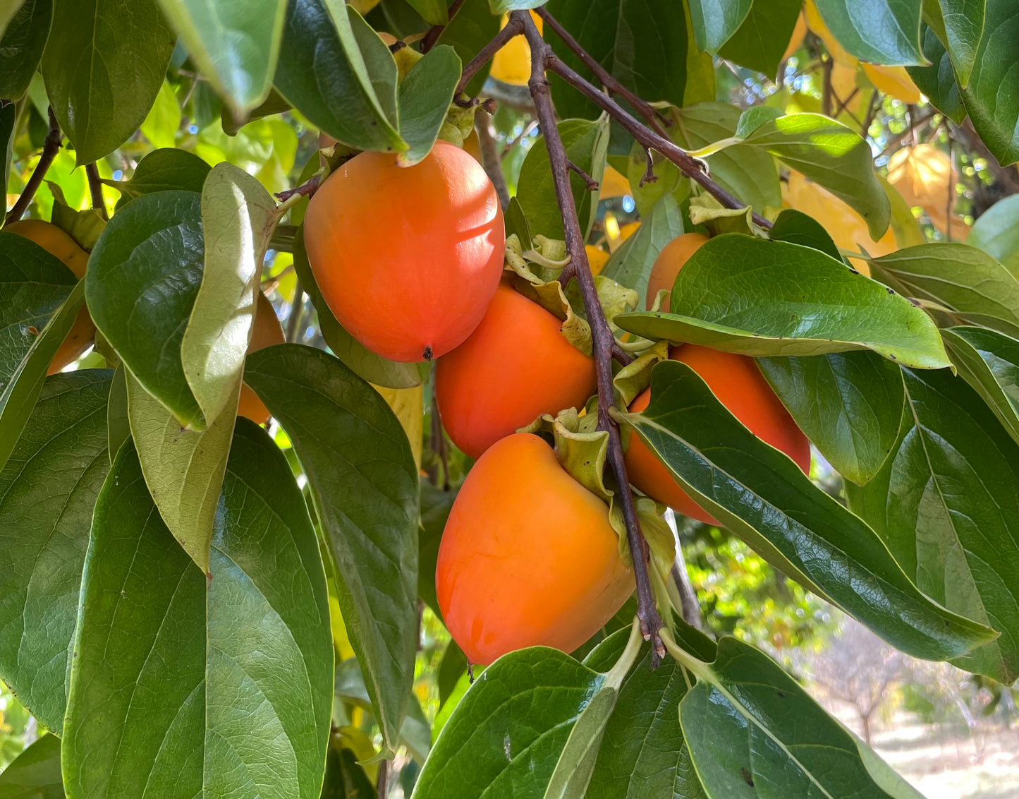 Hachiya Persimmons - 1 lb