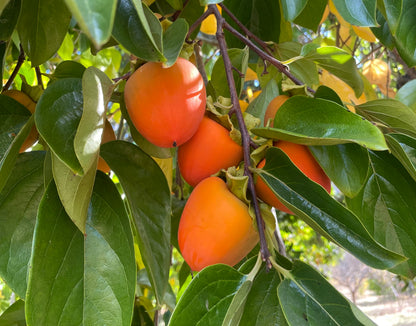 Hachiya Persimmons - 1 lb