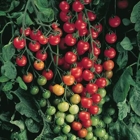 Super Sweet 100 Cherry Tomatoes - 1 pint