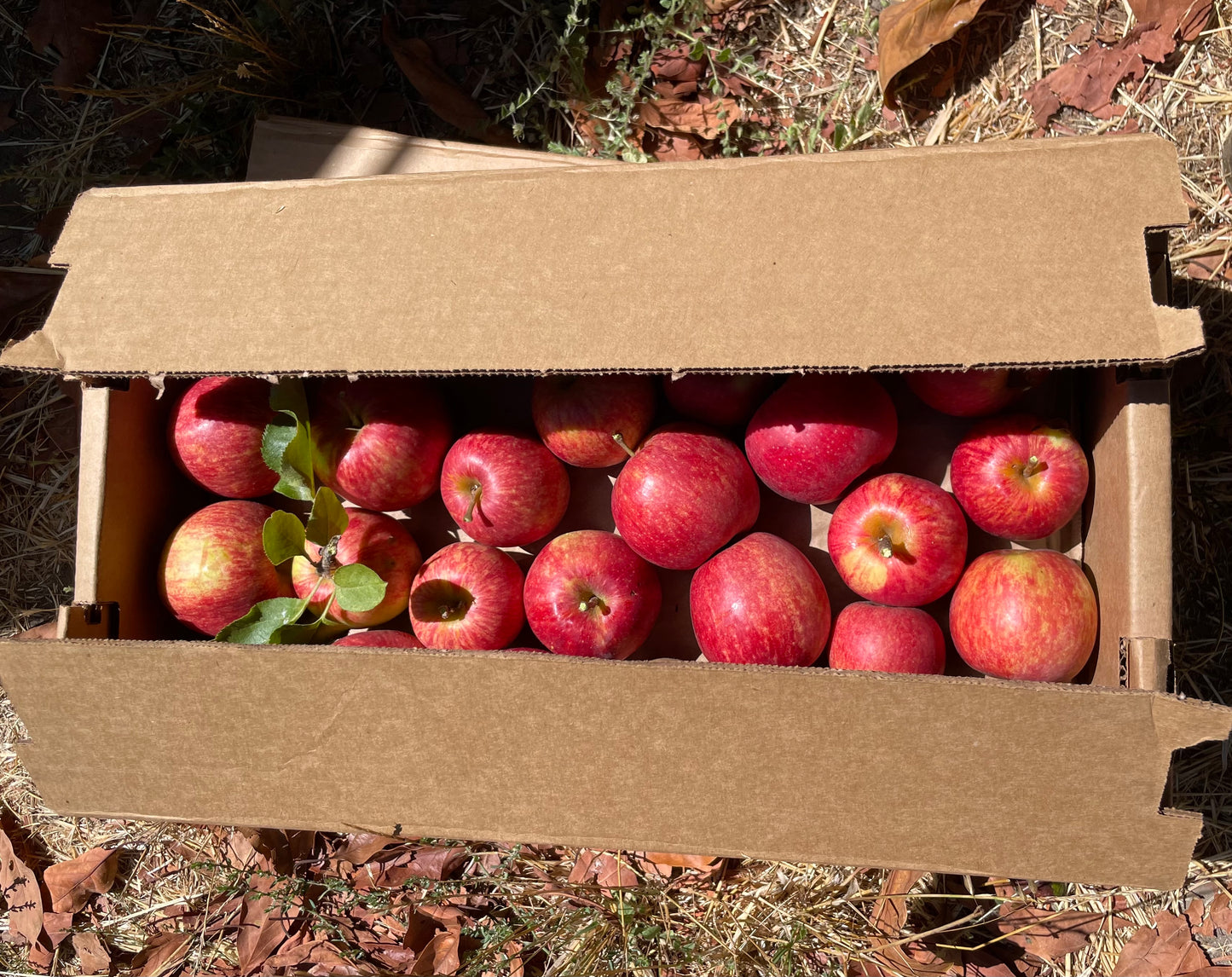 Dry-Farmed Jonagold Apples - 2 lbs