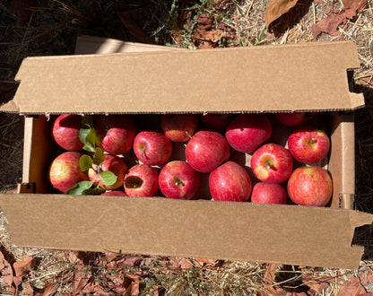 Dry-Farmed Jonagold Apples - 2 lbs