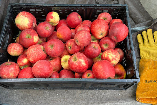 Dry-Farmed Jonagold Apples - 1 lb
