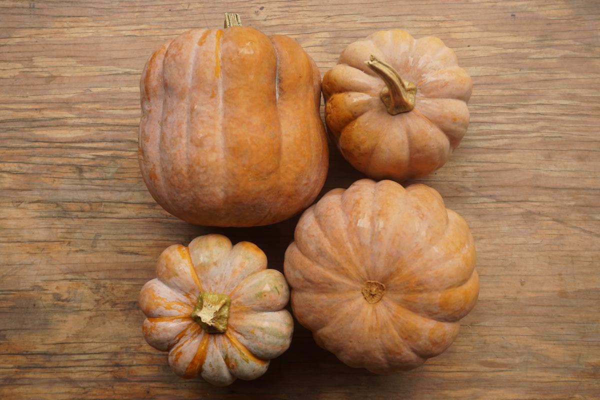 Koginut Squash - 1 ct