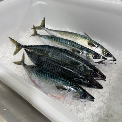 Cleaned Pacific Mackerel - 1 lb