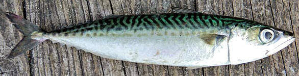 Cleaned Pacific Mackerel - 1 lb