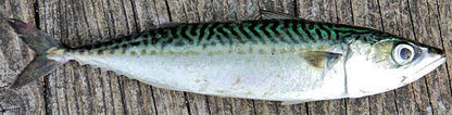 Cleaned Pacific Mackerel - 1 lb
