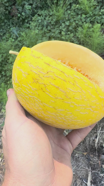 Hami Melon - 1 ct