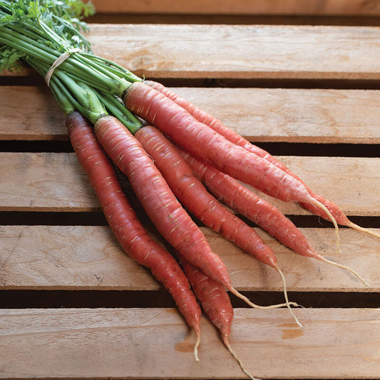 Bunched Red Carrots