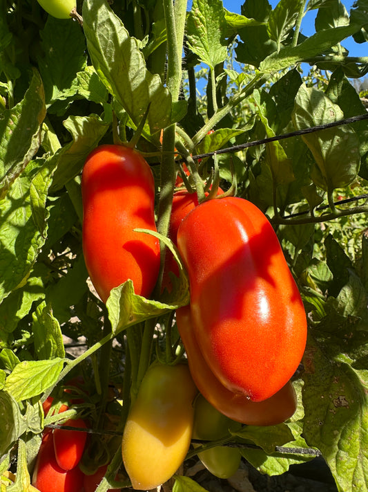 San Marzano Tomatoes - 1 lb
