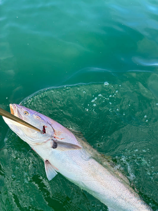 CA White Seabass - 1 lb