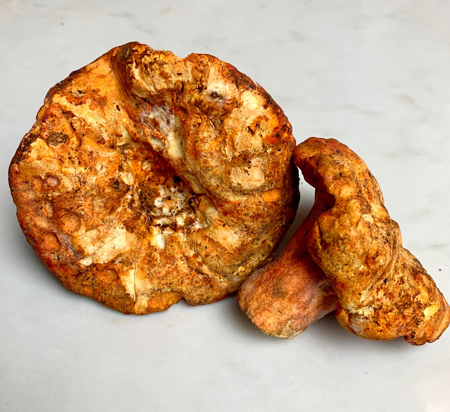 Lobster Mushrooms - .5 lbs
