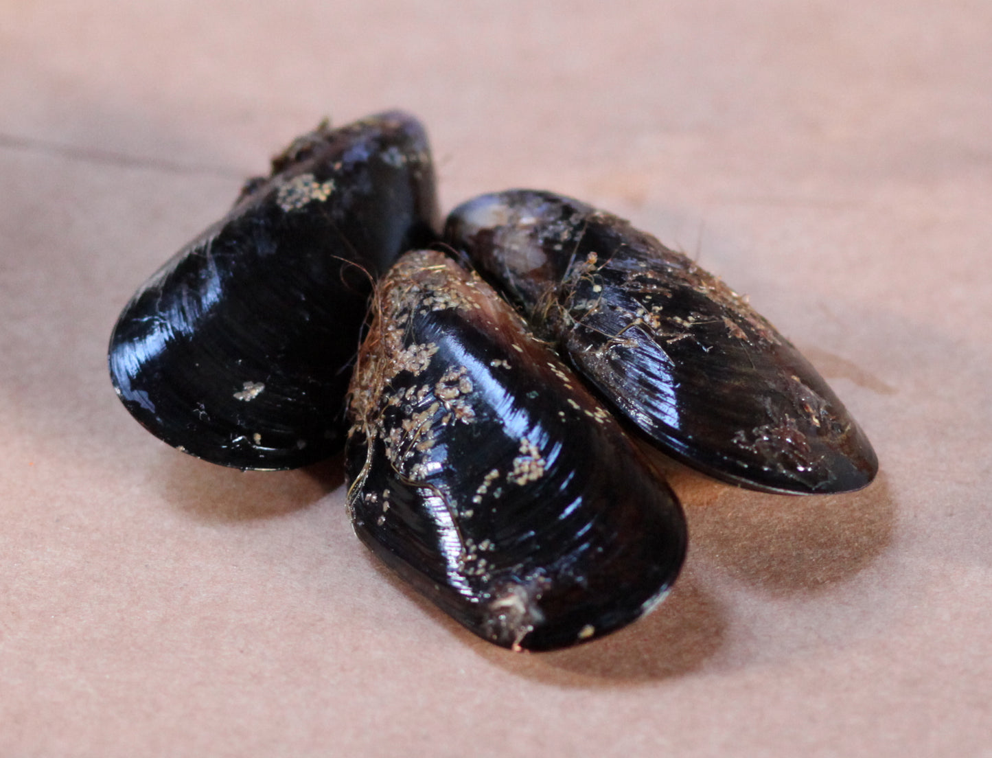 Black Mussels