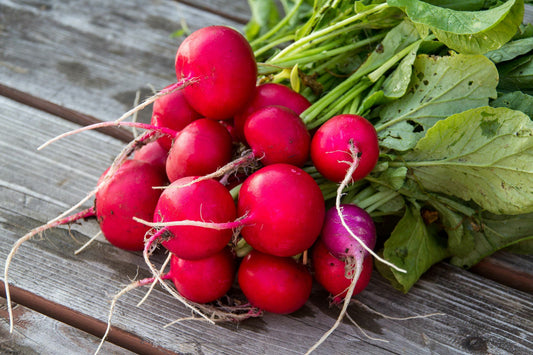 Bunched Red Radishes