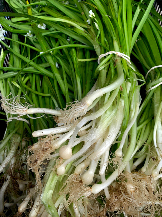 Wild Onions - .5 lbs