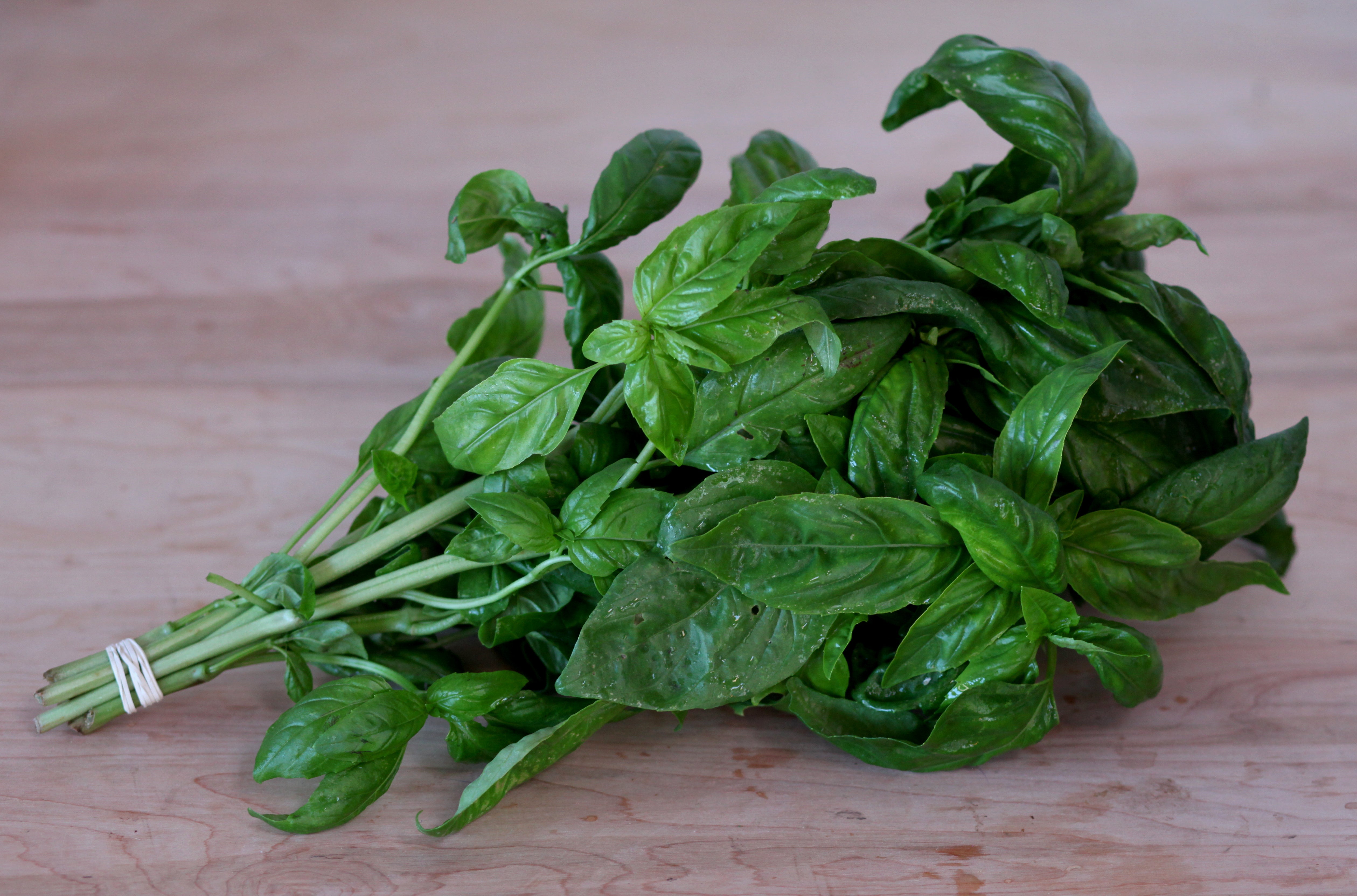Italian Basil 1 bu Ocean2Table