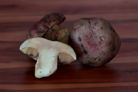 Butter Boletes - .5 lbs
