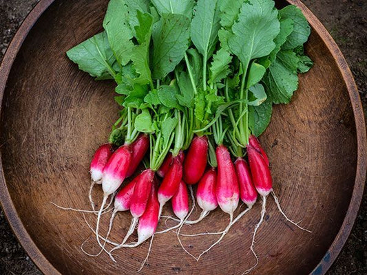 French Breakfast Radishes - 1 bu