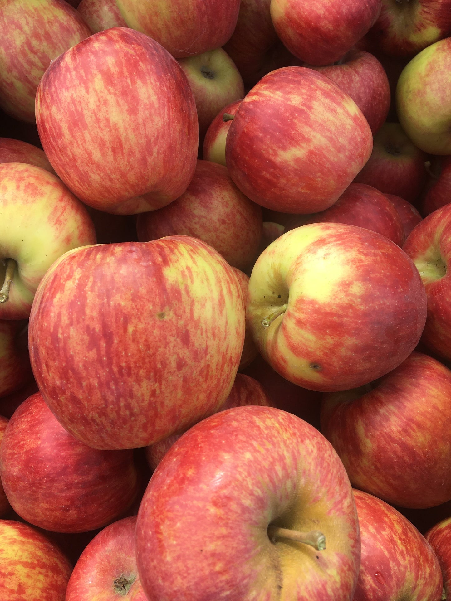 Dry-Farmed Jonagold Apples