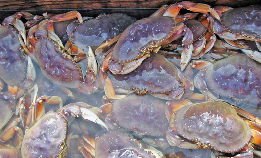 LIVE Dungeness Crab (Friday Pickup Only)