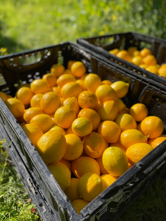 Dry-Farmed Meyer Lemons