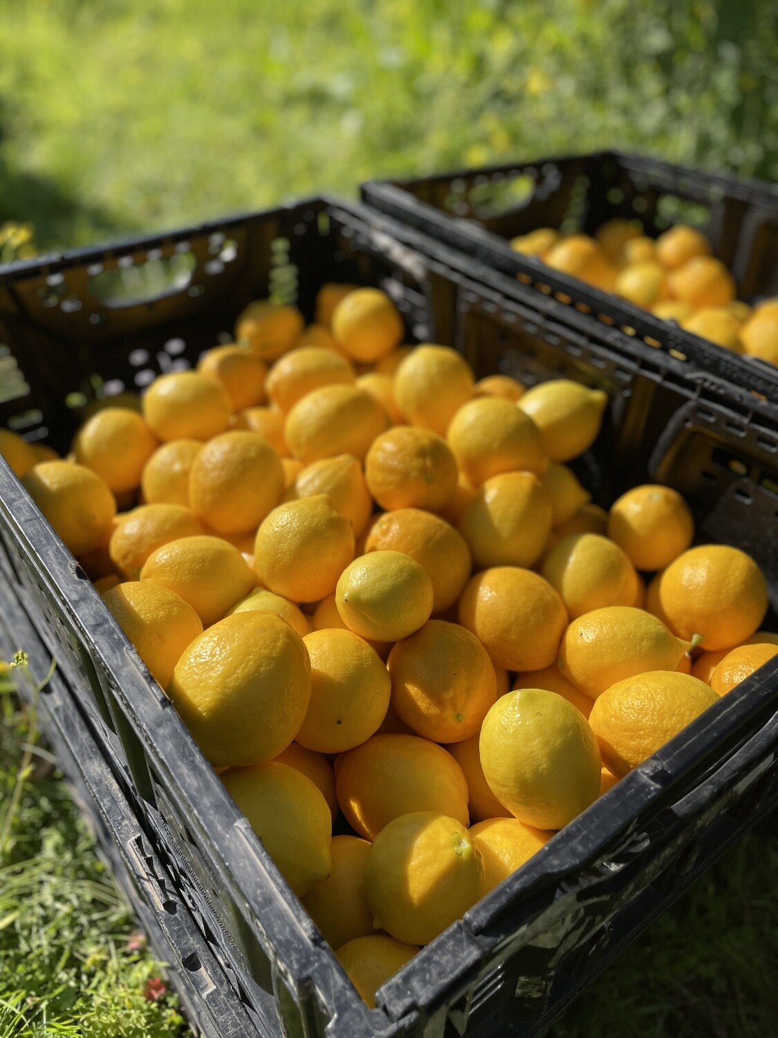 Dry-Farmed Meyer Lemons