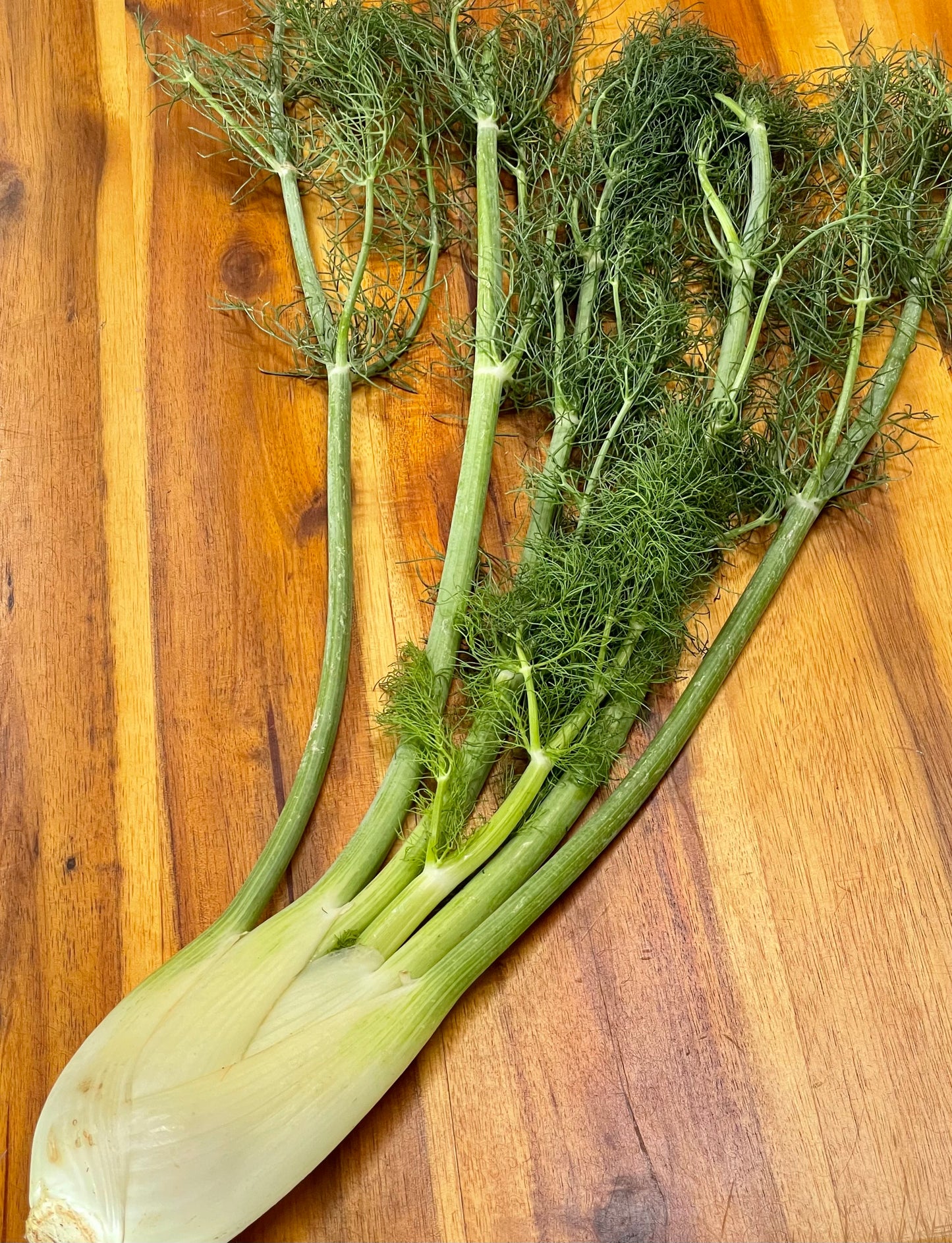 Fennel - 1 ct