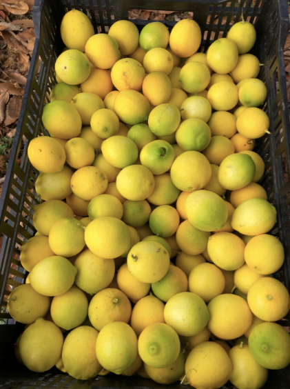 Dry-Farmed Bearss Limes